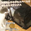 リュックを拡張して猫用のゲージとして使用し猫がリラックスしている様子